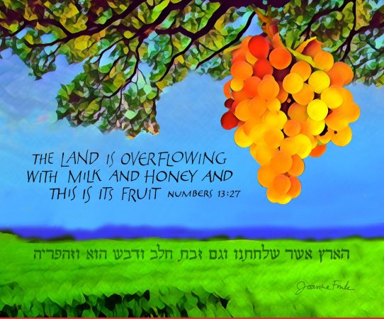 37_Shelach_Not_matted
